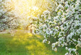 Natural Pest Control for Gardens and Orchards